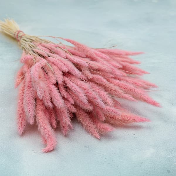 Setaria (Setarea) Pink - kukkakimppu