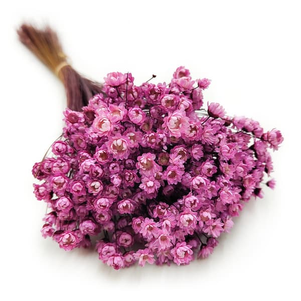 Tørret Glixia - (Glycine Comanthera) - Lyserød