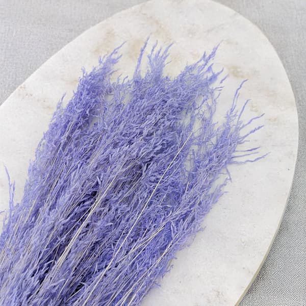 Torkad darrande växt - (Briza Segromigno) - Lavendel