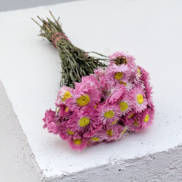 Torkad Suchlin - Suchołuska - (Acroclinium) - Rosa