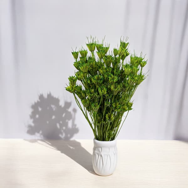 Orientalsk sort spidskommen - (Nigella Orientalis) - Grøn