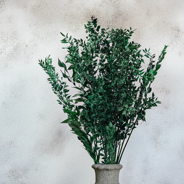 Kuivattu ruscus - (Ruscus) - Vihreä