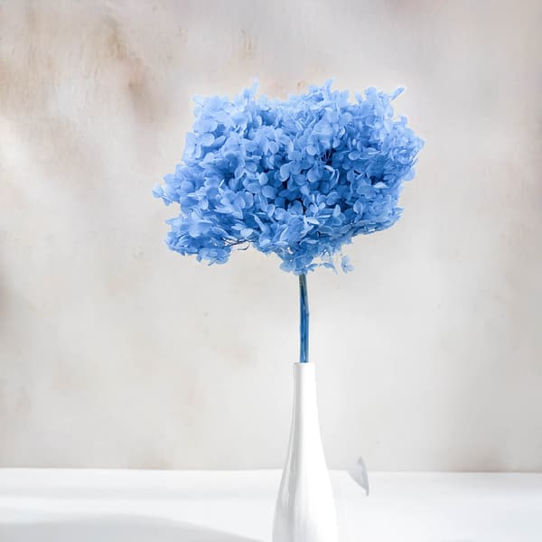 Stabiloitu hortensia (Hydrangea Cabeza) - Kuninkaansininen - Sininen