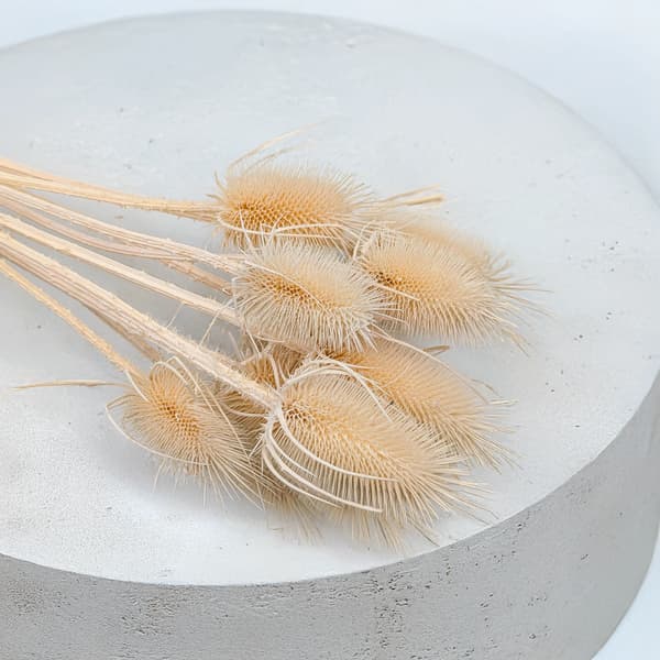 Tørret Tidsel - (Teasel) - Bleget