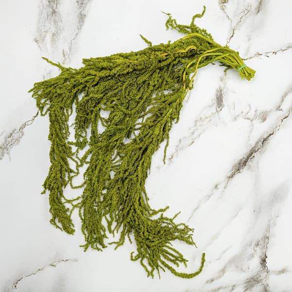 Stabiliserad amarant - Amaranth - Ljusgrön