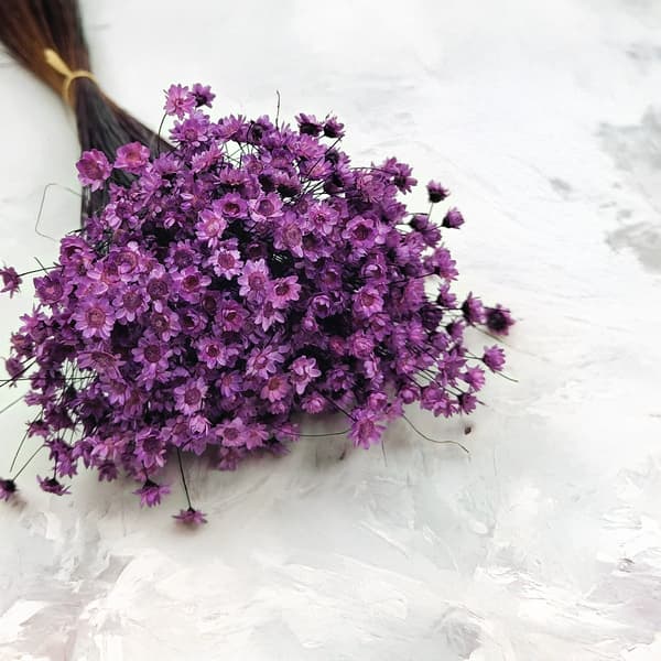 Tørret Glixia - (Glycine comanthera) - Lavendel