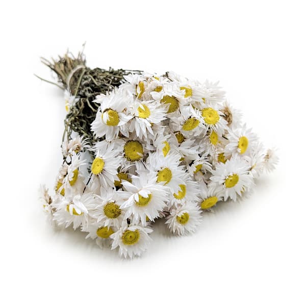 Torkad Suchlin - Suchołuska - (Acroclinium) - Vit