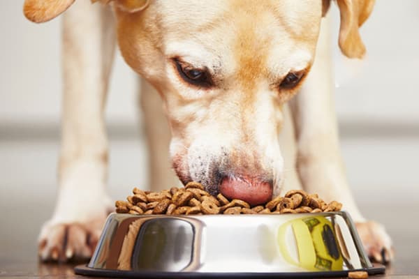 PetJet metalskål til hunde og katte, til foder og vand, skridsikker, 350 ml