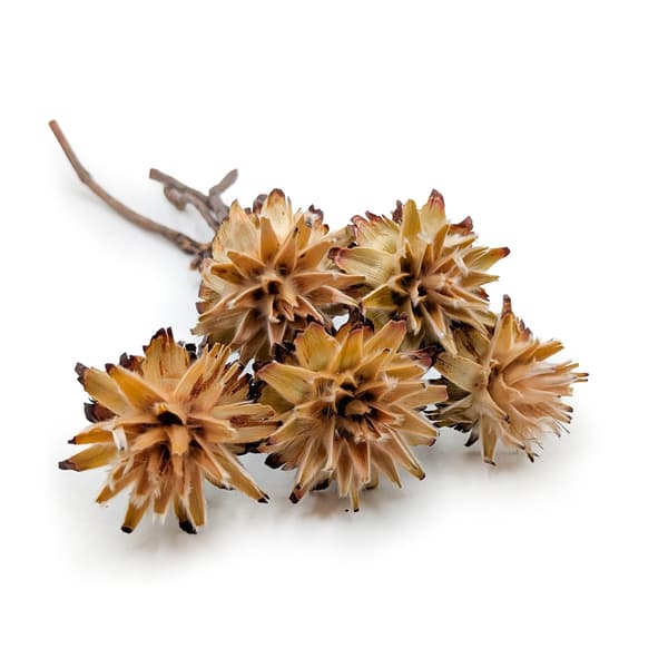Torkad plumosum - (Leucospermum plumosum) - Grädde - 5 bitar