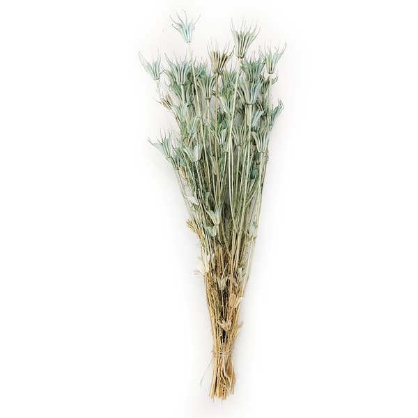 Mustakumina (itämainen) - (Nigella Orientalis) - Minttu PL