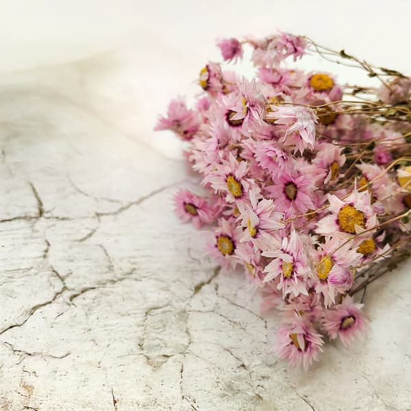 Torkad Rhodanthe - Rosa