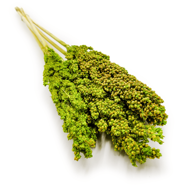 Sorghum millo - (Sorghum) - Celadon 5 stk