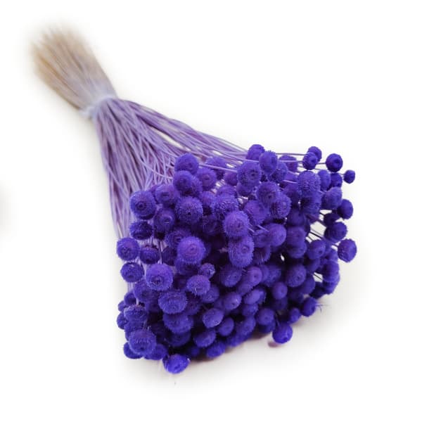 Botao Amarelino - (Amarelinho) - Dyb lavendel