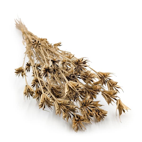 Orientalsk sort spidskommen - (Nigella Orientalis) - Gylden