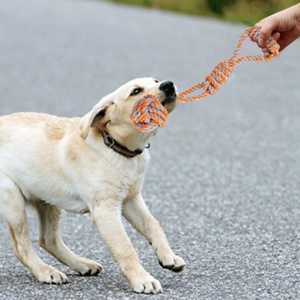 SPANKY hundetræksæt 5 dele