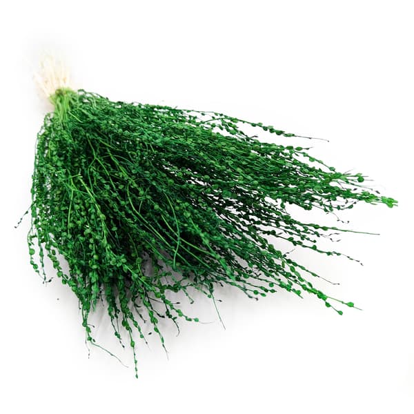 Lepidium (Lepidium sativum) - Vihreä
