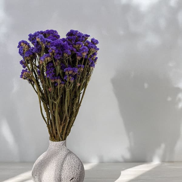 Limonium sinuatum - Lila