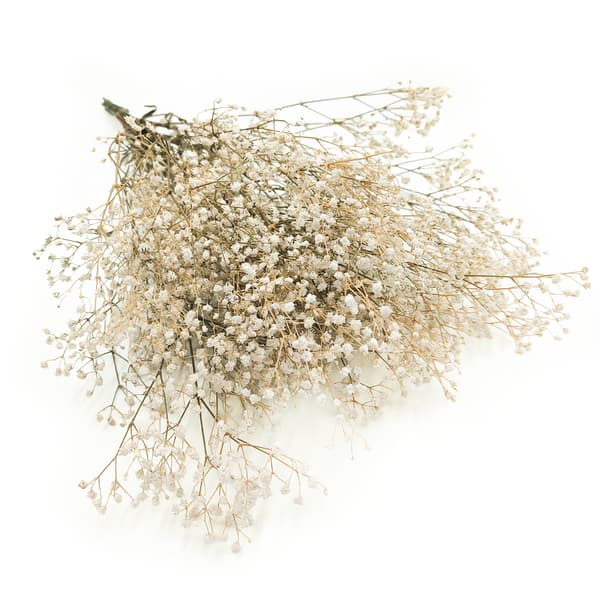 Stabiliserad Gypsophila - Naturvit