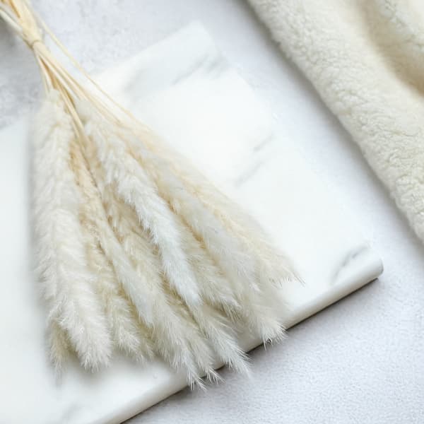 Mini Pampas Grass - Valkaistu