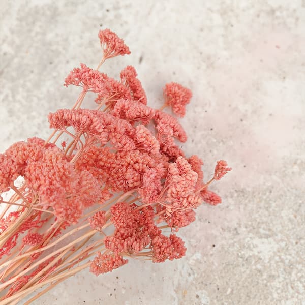 Torkad rölleka - (Achillea) - Rosa