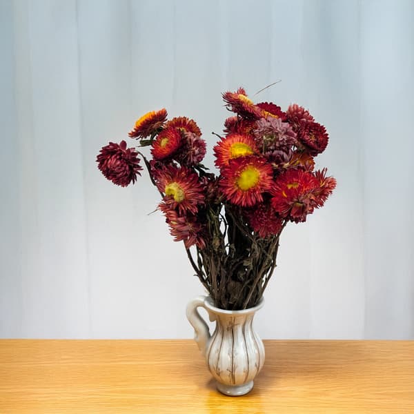 Kuivattu Helichrysum - (Helichrysum) - Punainen rupi