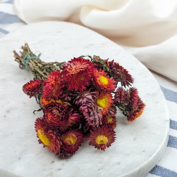 Kuivattu Helichrysum - (Helichrysum) - Punainen rupi
