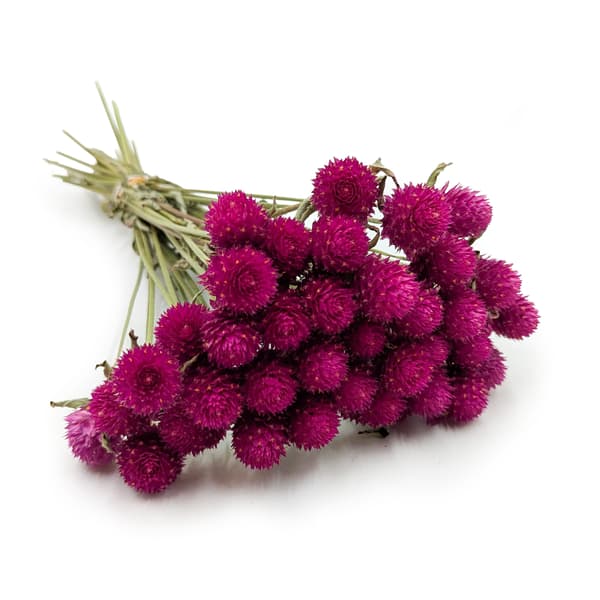 Torkad Gomphrena Globulus - Bukett - (Globular Eternal) - Rosa