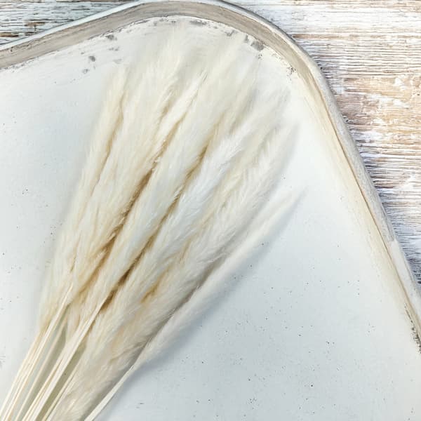 Mini Pampas Grass - Valkaistu