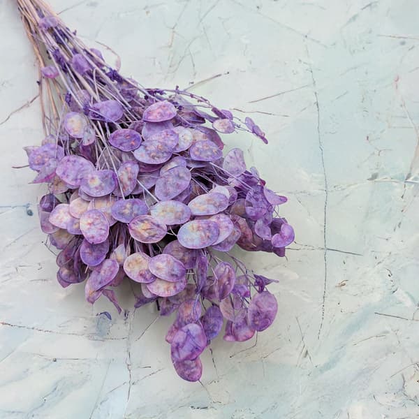 Måneskin - (Tørret Lunaria) - Lavendel