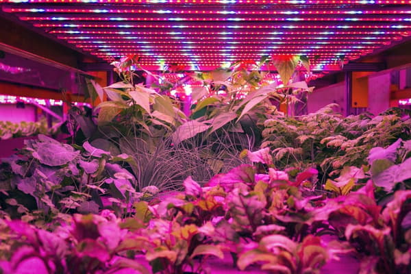 LED-belysning för växttillväxt 30cm GROW 3:1