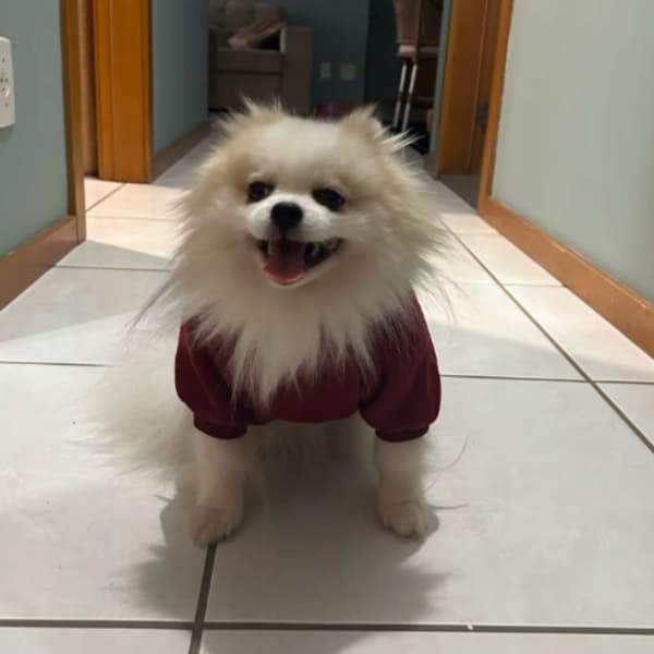 Isolerad hundjacka med huva storlek L
