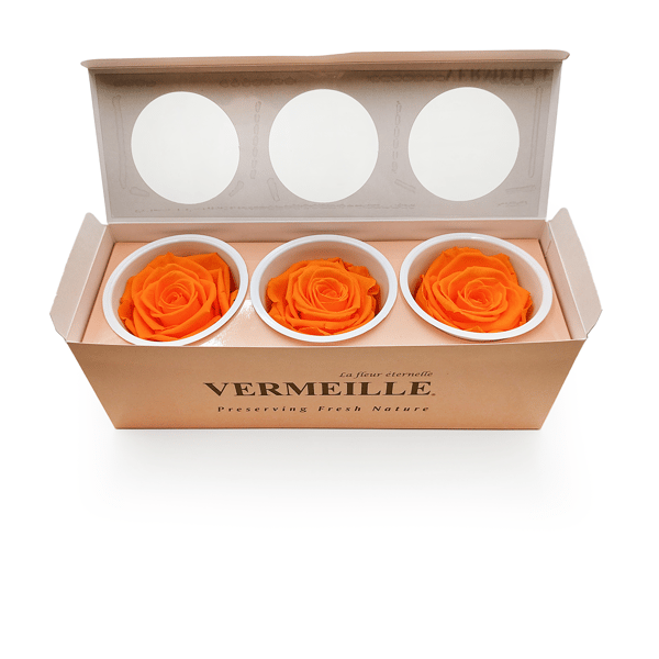 Stabiliseret rose - Orange - Orange - XL - 3 stk.