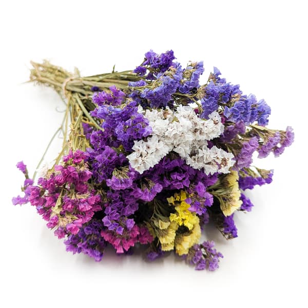 Zatrwian Wrębny - Limonium sinuatum - MIX
