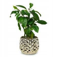 Keramisk blomkruka 14 cm guld