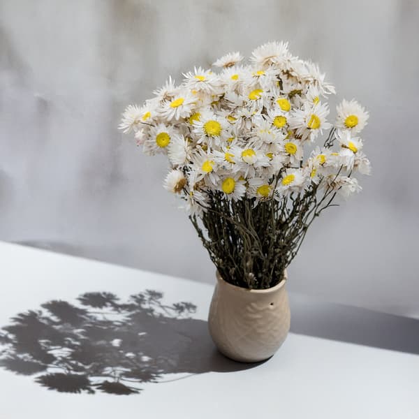 Tørret Suchlin - Suchołuska - (Acroclinium) - Hvid