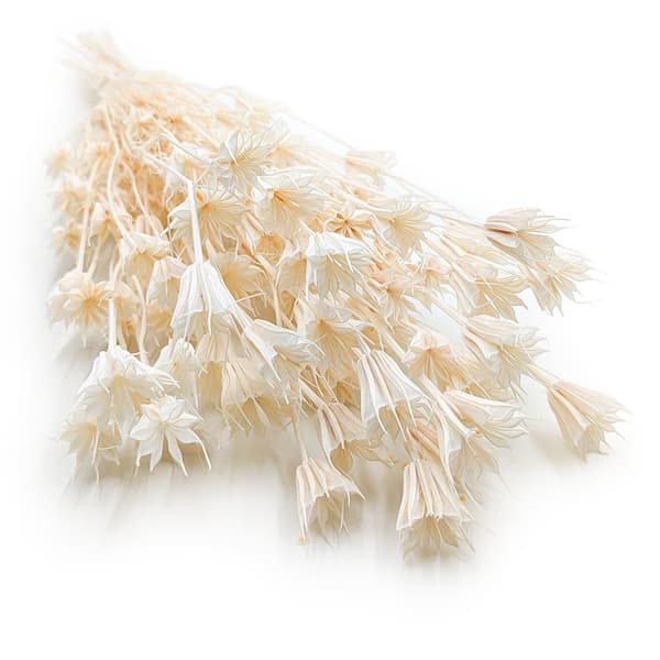 Orientalsk sort spidskommen - (Nigella Orientalis) - Bleget