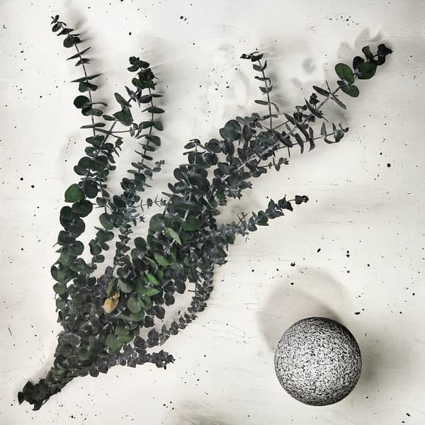 Stabiliseret eukalyptus - baby - grøn