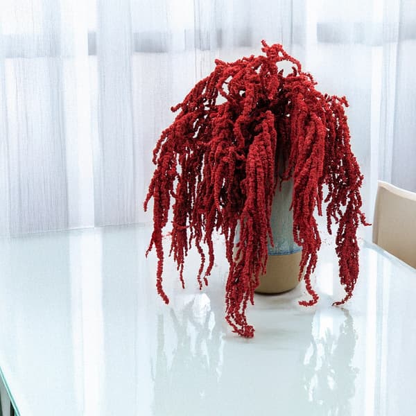 Stabiliseret amarant - Amaranth - Rød