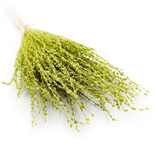 Lepidium (Lepidium sativum) - Lysegrøn