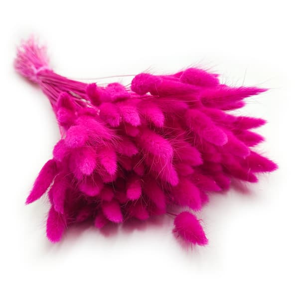 Tørret Lagurus - Lagurus ovata - fuchsia