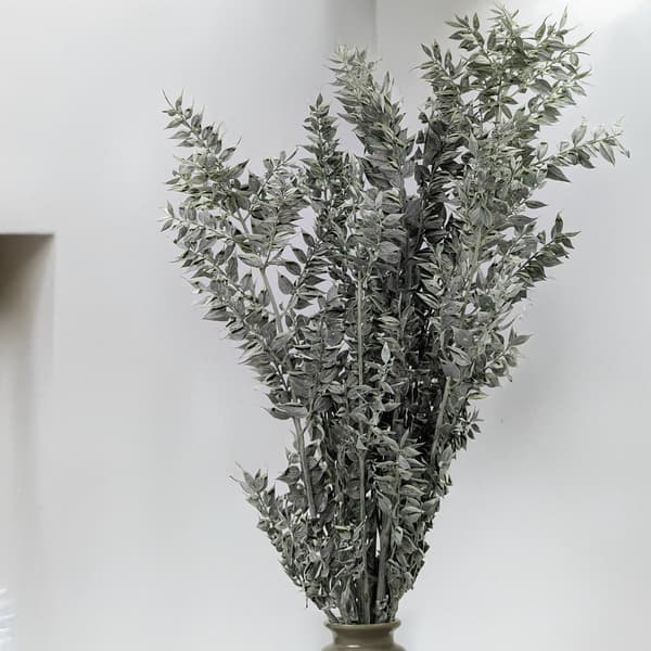 Stabiloitu Ruscus - (Ruscus) - Mattavihreä