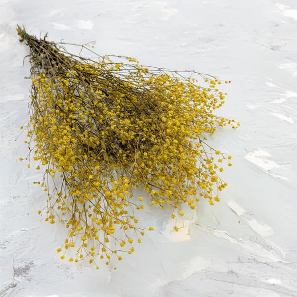 Stabiliserad Gypsophila - Pastellgul
