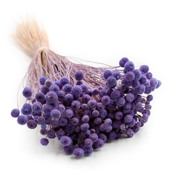 Botao Amarelino - (Amarelinho) - lavendel