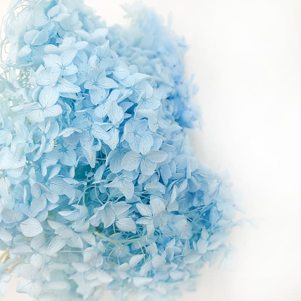 Stabiliseret hortensia (Hydrangea Cabeza) - Blå