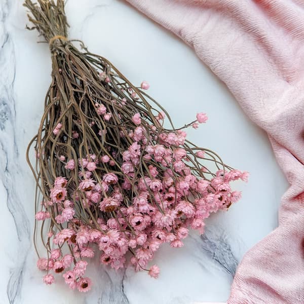 Kuivattu kultayrtti (Ammobium alatum) - Vaaleanpunainen - PREMIUM