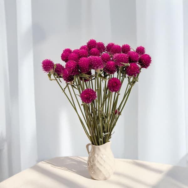 Torkad Gomphrena Globulus - Bukett - (Globular Eternal) - Rosa