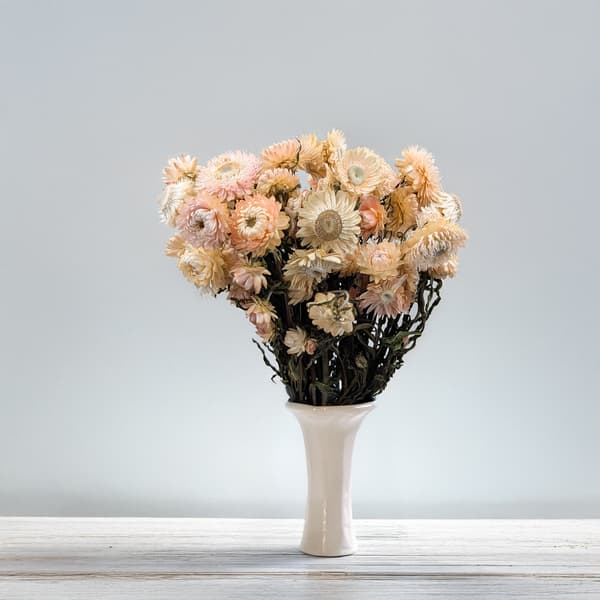 Kuivattu Helichrysum - (Helichrysum) - Vaaleanpunainen