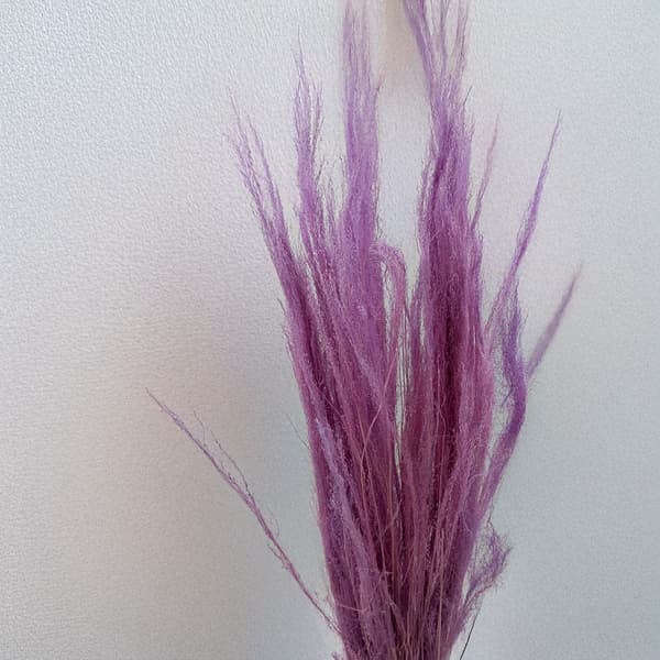 Tørret hvene - Agrostis-græs - Lilla