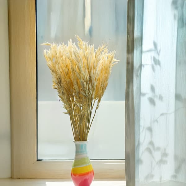 Torkad havre - (Avena sativa) - Blekt