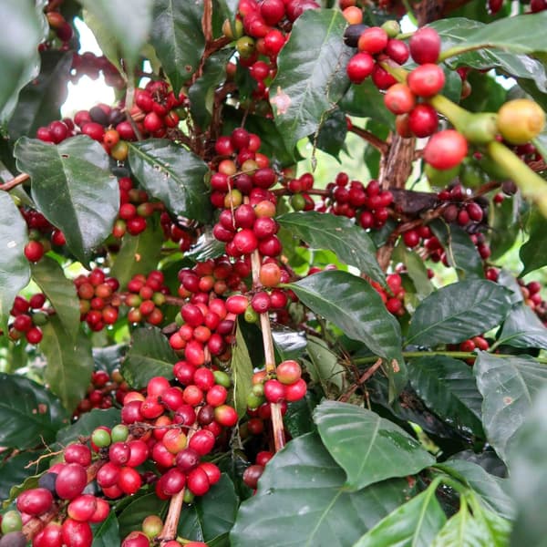 Hela bönor kaffe JAVA Espresso Blend 002